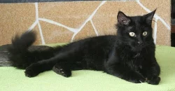 Mainská mývalí koťátka s PP-k odběr