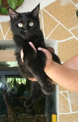 Mainská mývalí koťátka s PP-k odběr