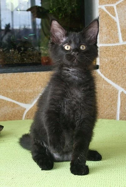 Mainská mývalí koťátka s PP-k odběr