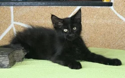 Mainská mývalí koťátka s PP-k odběr