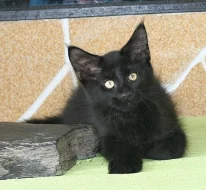 Mainská mývalí koťátka s PP-k odběr