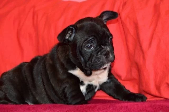 Francouzský buldoček s PP