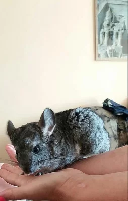 Prodám mláďata činčil.