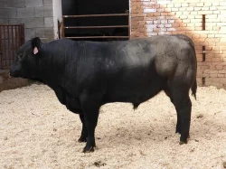 Prodáme plemenné býky AA