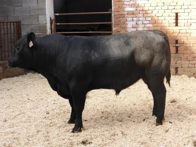 Prodáme plemenné býky AA