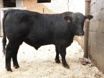 Prodáme plemenné býky AA