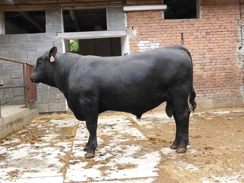 Prodáme plemenné býky AA