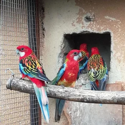 Rosela pestrá, červená