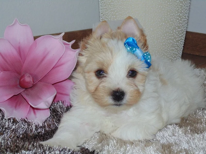 Biewer, Golddust yorkshire terrier s PP