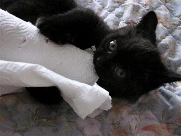 Spayed, prohlásil, microchiped domácí krátké vlasy kočky do