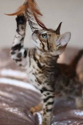 Stunning Bengle Cross Kittens - Brooke is a beautiful F-2 be