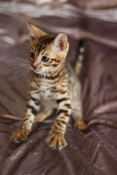 BENGAL kočky k dispozici