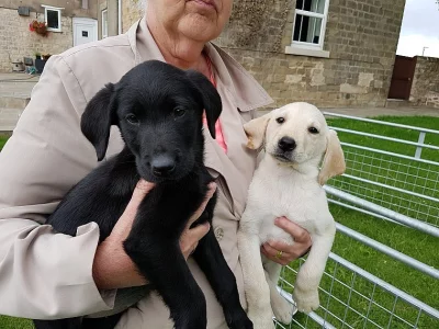 Ready Now - Čokoládová Labradoodle Puppy