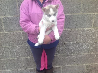 Stálé sibiřské husky štěňátka k dispozici