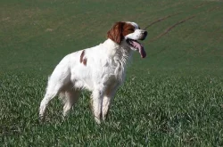 Bretanský ohař dlouhosrstý