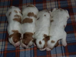 Bretanský ohař dlouhosrstý