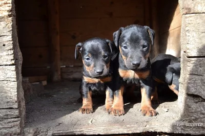 Německý lovecký teriér/ jagdteriér s PP