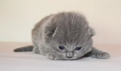 Britská koťátka s PP