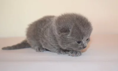 Britská koťátka s PP