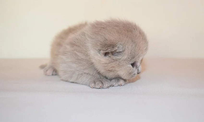 Britská koťátka s PP