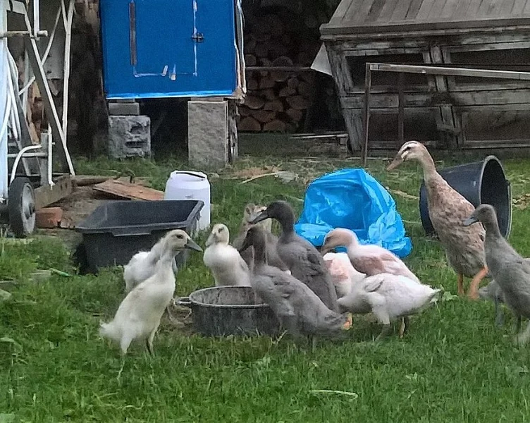 Indický běžec káčata odvoděná kachnou