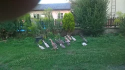 Indický běžec káčata odvoděná kachnou