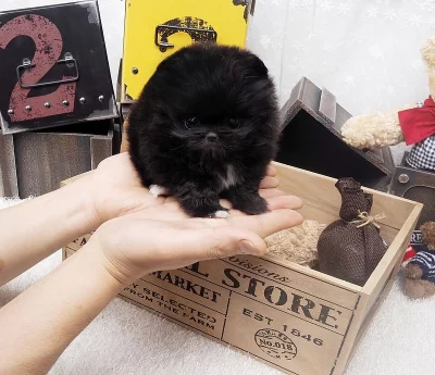 Pomeranské štěňata