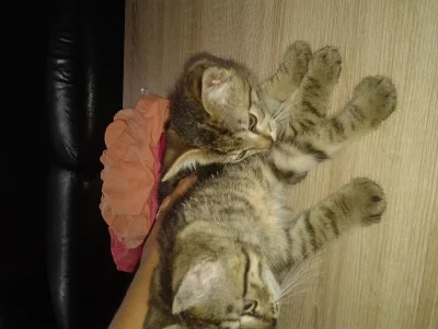 Daruji kocourky mourovatý