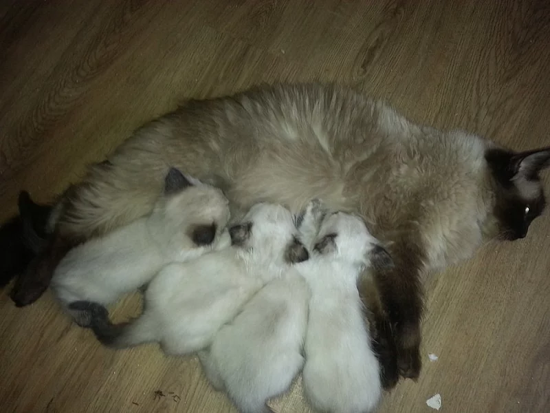 Koťata Ragdoll bez PP