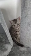 Prodám britská koťátka s kresbou