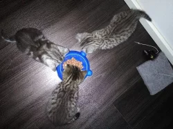 Prodám britská koťátka s kresbou