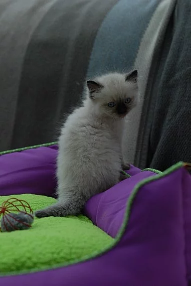 Ručně zvednuté ragdoll koťata