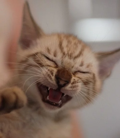 Munchkin koťata registrovaná