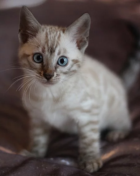 BENGAL kočky k dispozici
