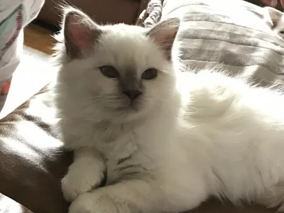 Tři Birman Kitten k dispozici