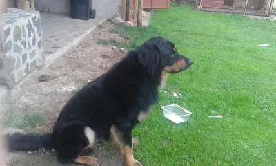 Hovawart bez PP ke krytí