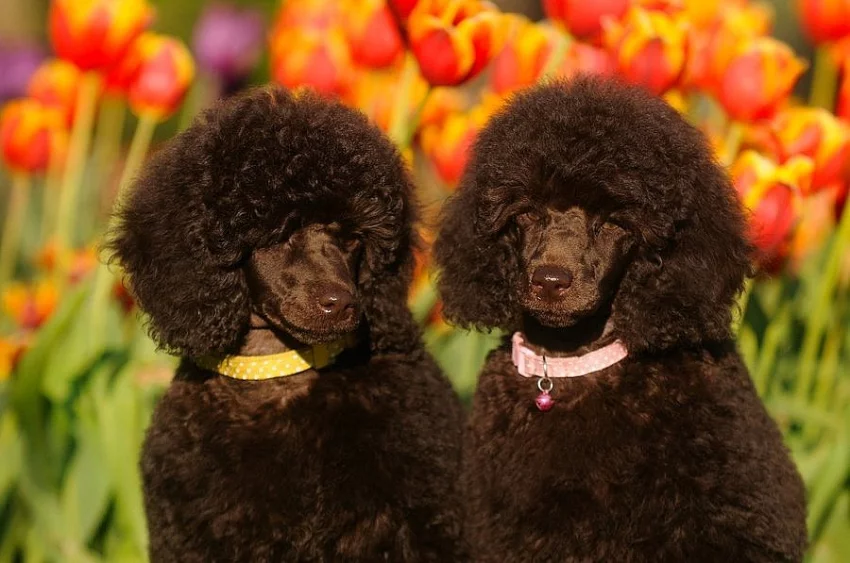 Pudl trpasličí hnědý