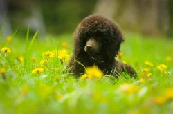 Pudl trpasličí hnědý