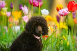 Pudl trpasličí hnědý