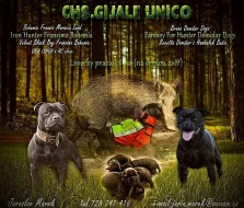CHS Gijale Unico - Stafordšírský bulteriér