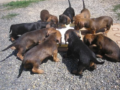 Štěňata jezevčíků