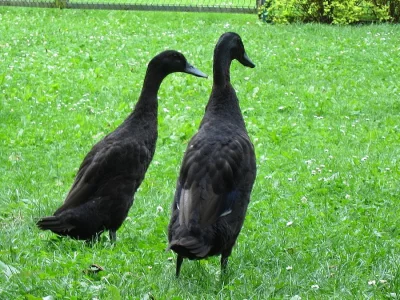 Prodáme mladé indické běžce - poslední 2 kačeři