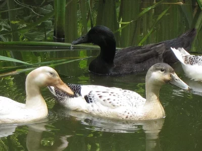 Prodáme mladé indické běžce - cena za pár