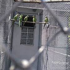 Papoušek nádherný, Papoušek horský  (kouřák)