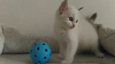 Koťátka ragdoll s PP odběr od 30.8.2017