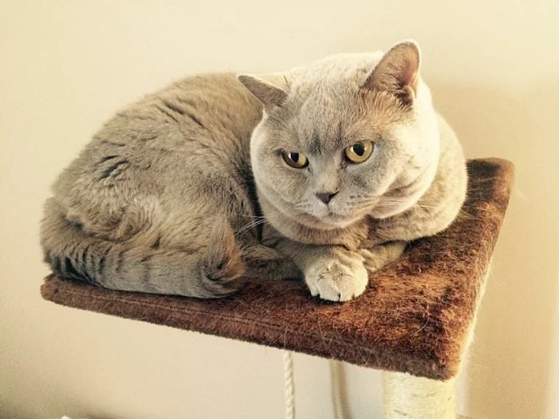 Daruji do dobrých rukou