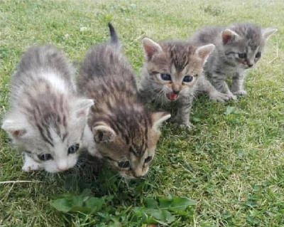 Daruji 3 nádherná koťata kočky domácí