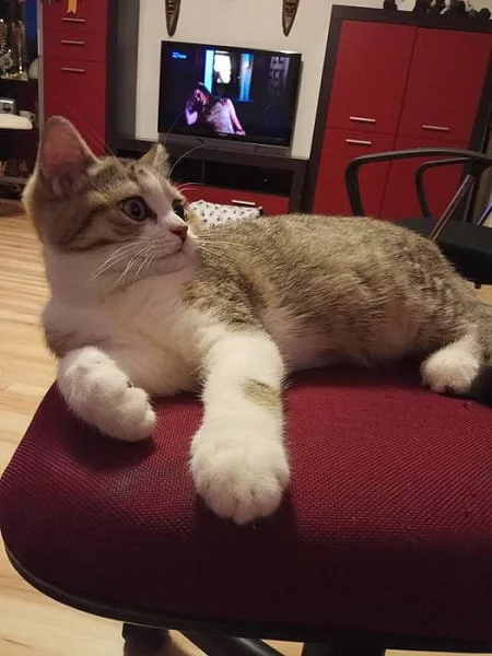 Britský kocourek s PP