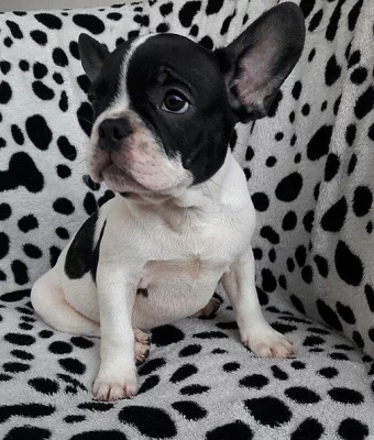 Francouzsky buldocek