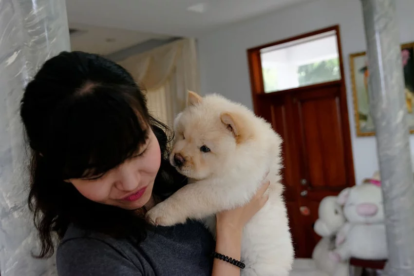 ZDRAVOTNICKÉ CHOW CHOW štěňata na prodej